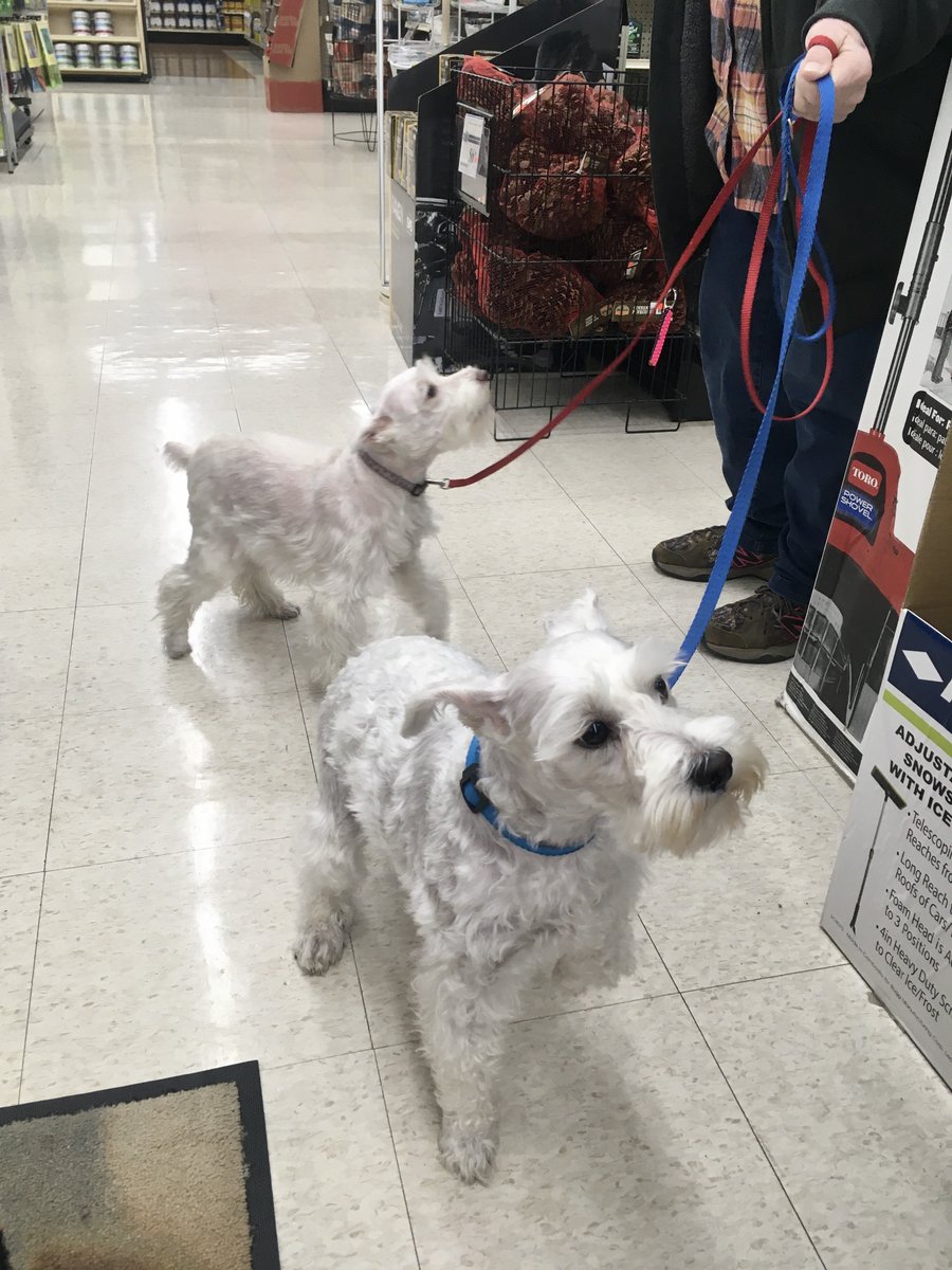 coleshardware's tweet photo. Sophie and Kinder thought it was a beautiful day to visit their local neighborhood Cole's Hardware store. #coleshardware #petfriendly https://t.co/CEF0iqltry