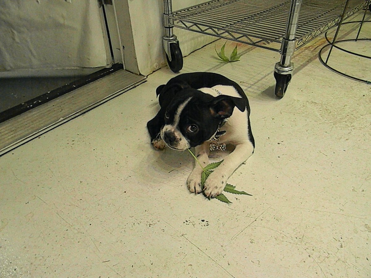 💚And thus began his love affair with the fresh leaves of the #cannabis plant. ⁣
⁣💟He eats ave 2/day🤣

#SundayFunday #sundayvibes #SundayBrunch