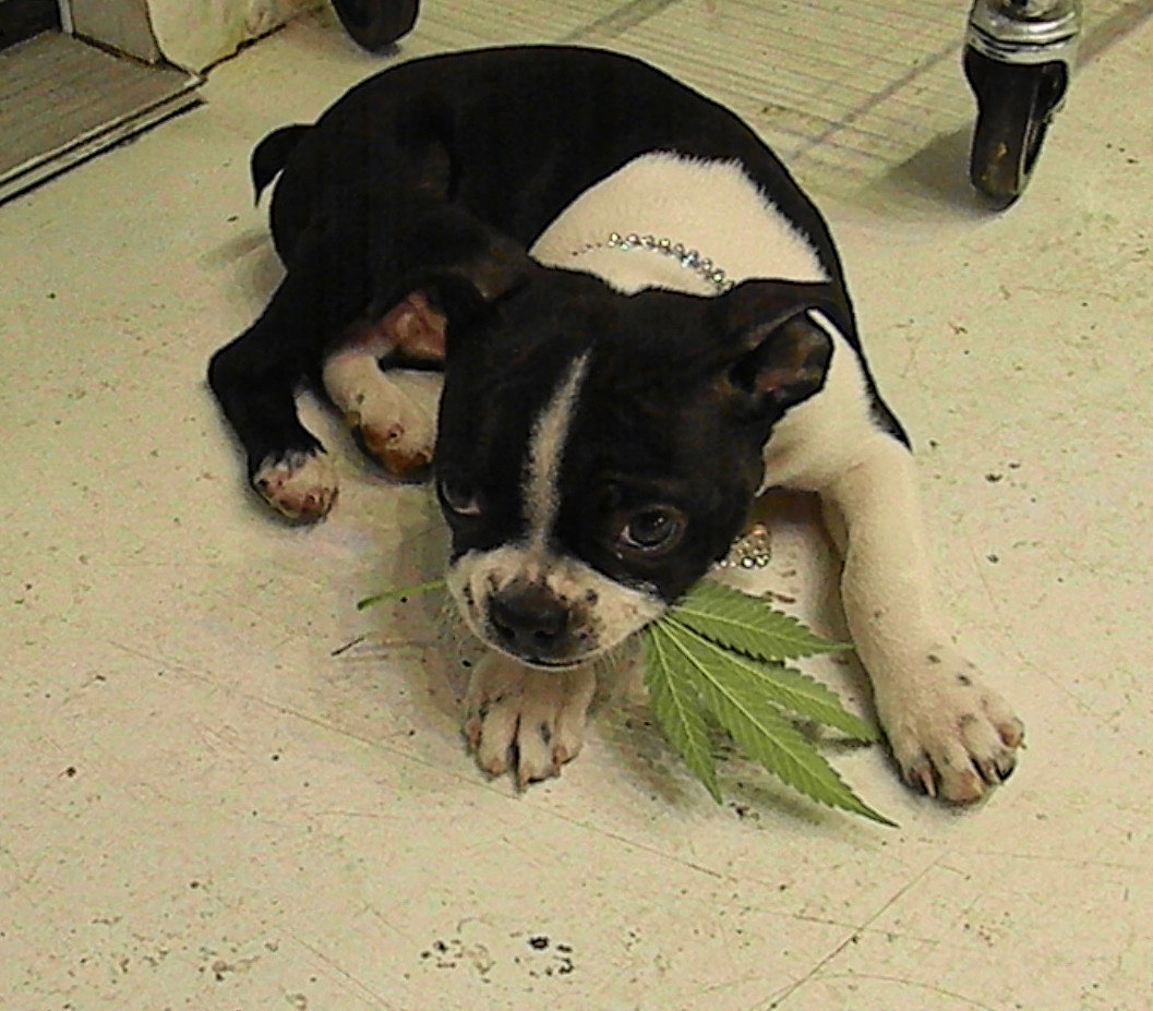 Green Fusion LED tweet media