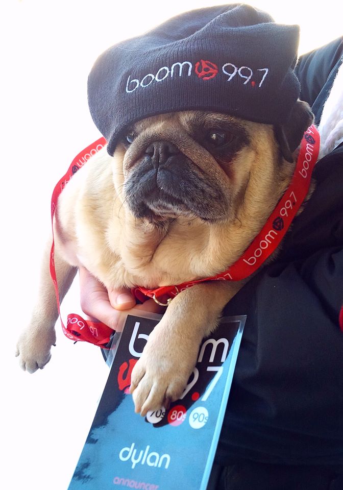 dylanblackradio's tweet photo. #WIN! Hey there! Want a FOUR pack of tickets to Yuk Yuk's Comedy Club, 292 Elgin street for THIS THURSDAY, MARCH 5th at 8:30pm? Headlined by MICHAEL HARRISON! "Like" or RT this tweet to enter. Simple! HAVE FUN WITH US! Here I am as a pug #FREE #Contest #Ottawa @YukYuksOttawa https://t.co/4jjagvUmH8