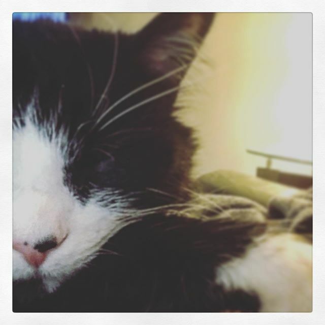 DeadCatDiaries's tweet photo. zzzzzzzzzz
…. … … … …. … … … …. … … … 
#gomiehasmyheart #babyboy #kitty #catsofinstagram #zzzzzzzz #rescuecat #adoptdontshop https://t.co/rNo1TcyiuV