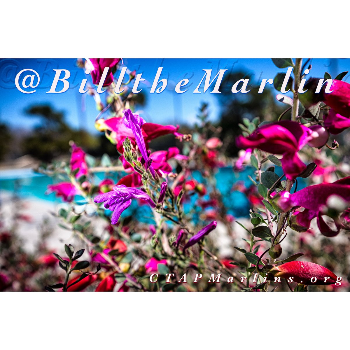 BilltheMarlin's tweet photo. Looking to bloom this summer? Kids need a change?
Now Blooming at #CTPool…
Summer Swim Team Registration! March 7, 9am–1pm.
>~/•
Swim like a Marlin @ #CTMarlins Swim Team!
>~/•
#NowBloomingatCT #Justicia #Eremophila #SwimTeam #SummerSwim #SAAASwimming
https://t.co/korz29Jdnf https://t.co/PvyUVqfdV6
