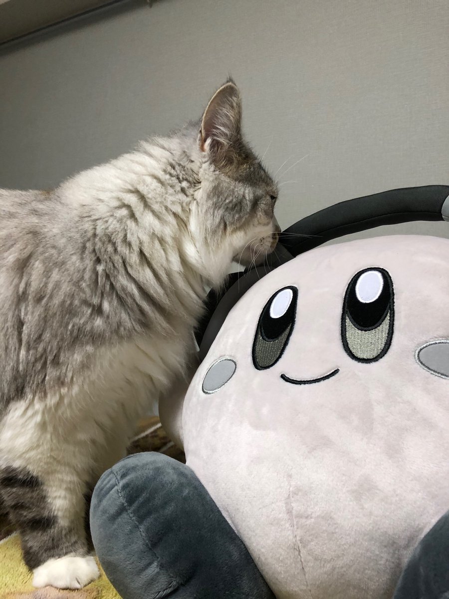meat_cycle's tweet photo. 前から気になっていたモノクロカービィを買ったら思ったより大きくてビックリ‼️
それにしてもこのカービィすごくいい！猫さんも早速挨拶してくれました。

#猫 #猫好き #猫のいる暮らし #猫好きさんと繋が��たい #メインクーン #カービィ #カービィ好きと繋がりたい https://t.co/Fhjs0tAJeb