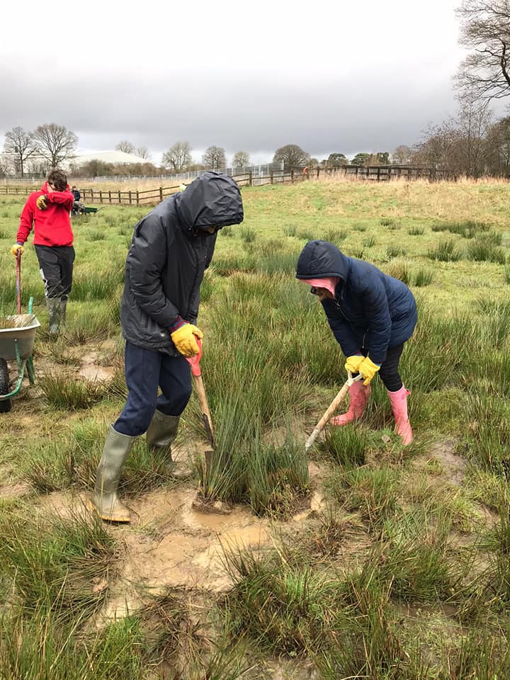 #GatwickWoodlands new pond received a botanical boost when #pondheroes, #WildlifeRangers braved a blustery #Gatwick stream floodplain to translocate sedge, rush, water mint and plantain. #spawn show #Frogs have already been busy in the area, we hope they find the plants appealing
