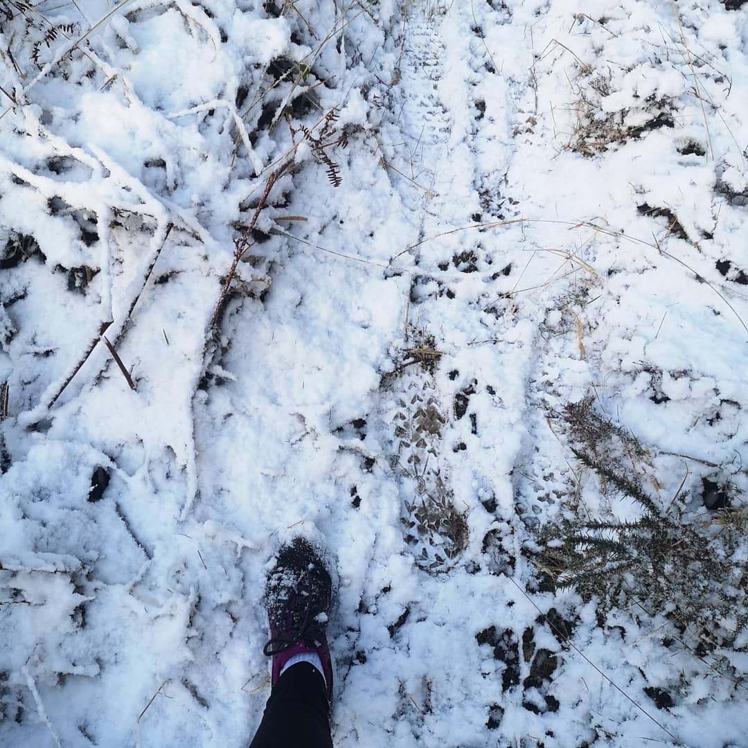 JoHallihan's tweet photo. Beautiful morning for a trail run/walk with a cycle thrown in too #beautyonourdoorstep #ballyhouras #questtraining https://t.co/iI5c5MByjw