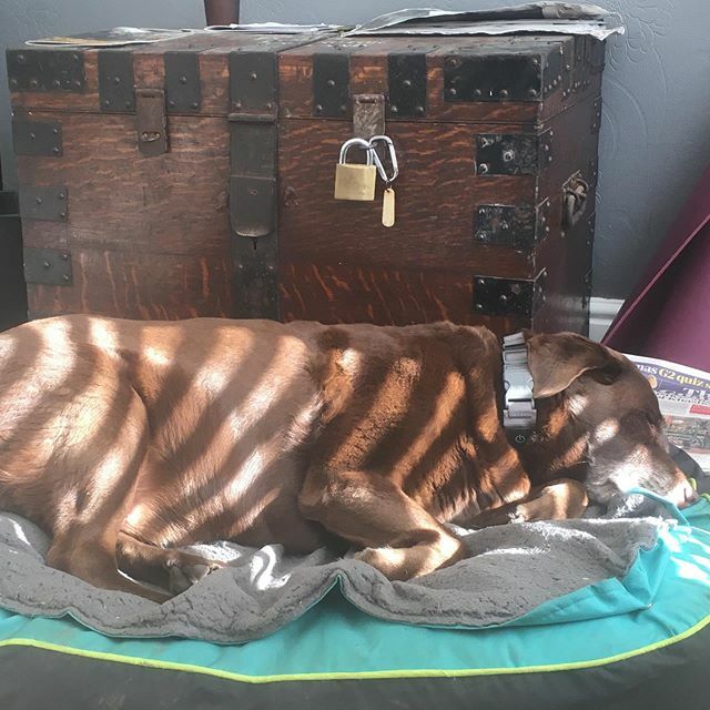 MikeysEscapades's tweet photo. The rare and endangered tiger dog in its den
.
.
.
#savethetigerdog #antipoaching #wwf https://t.co/HiShUebpyh https://t.co/MGfn6vYZXT