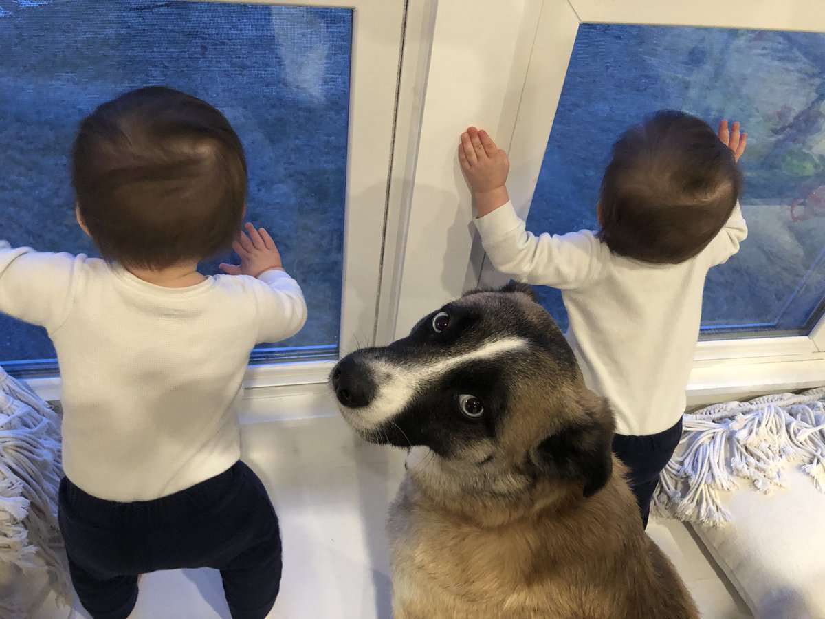 ChristineMNews's tweet image. 🐶: “This used to be my window seat...” #helpmom #bigsister