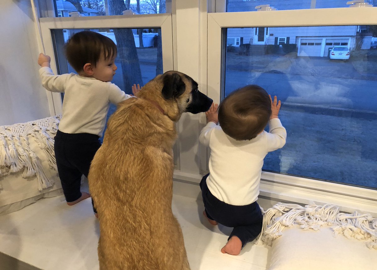 ChristineMNews's tweet image. 🐶: “This used to be my window seat...” #helpmom #bigsister