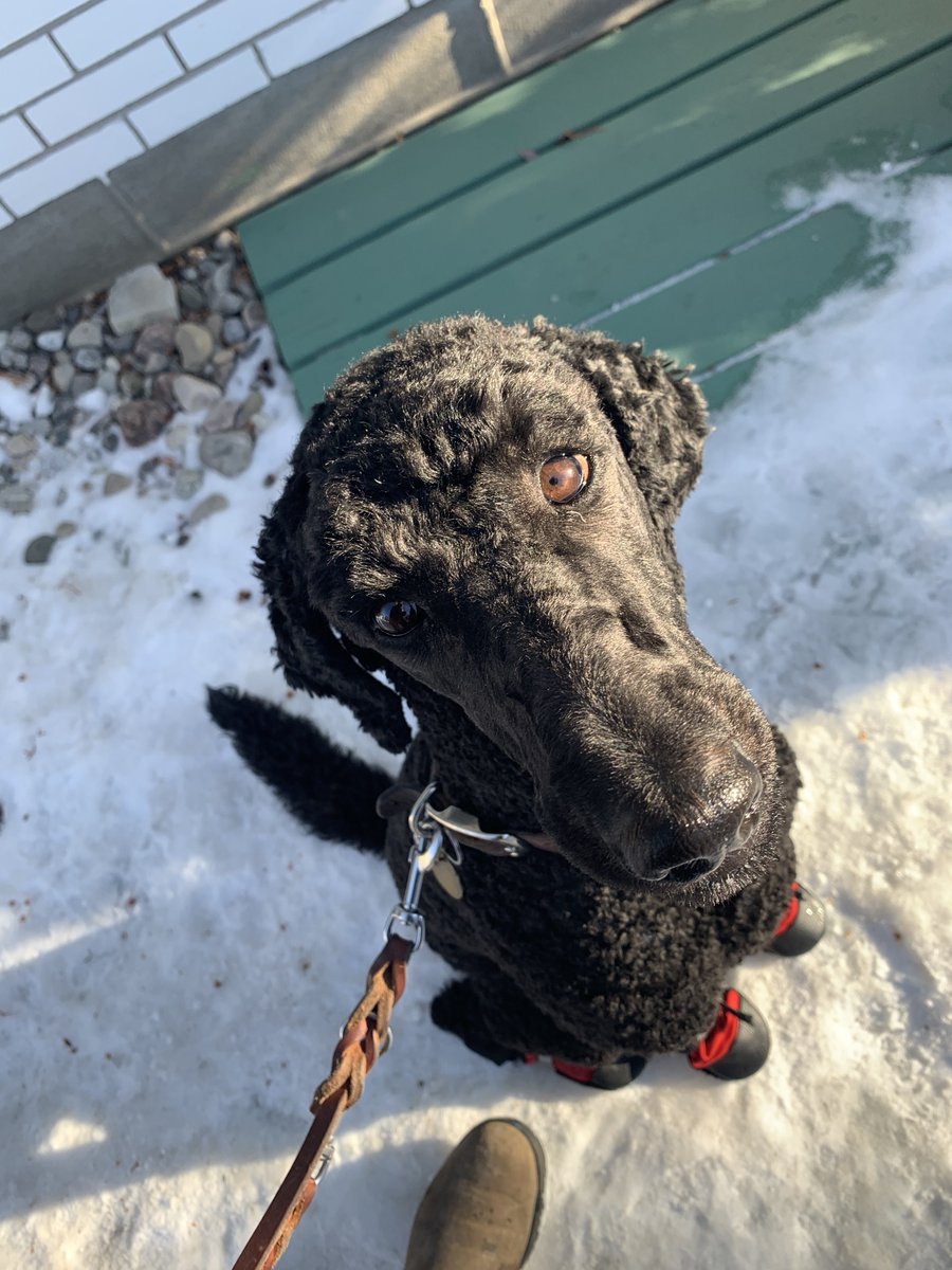 CDNGuideDogs's tweet image. Another busy week for our #futureguidedogs #cgdbpuppyroundup