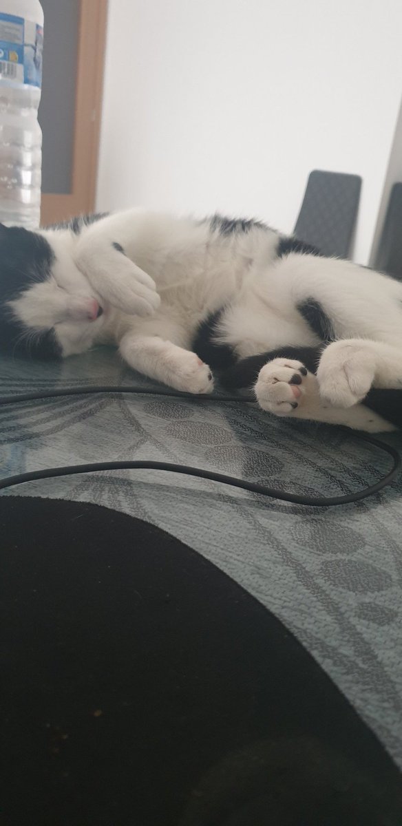 aguador's tweet photo. Es mi gato un ser de luz? La respuesta es si https://t.co/wk3gnR8DIl