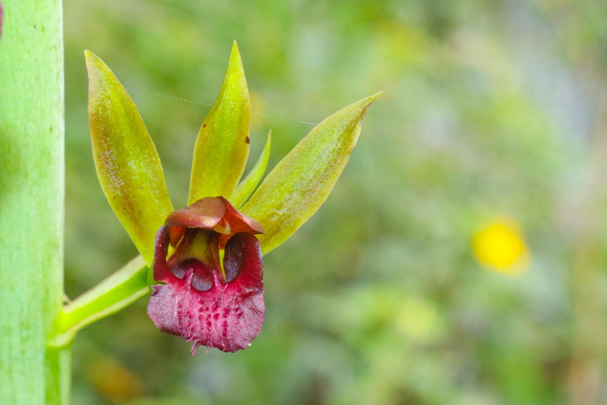 LrZandona's tweet photo. Eulophia alta in its natural habitat. A beautiful terricola species seen in the #AtlanticForest in São Paulo. Don't collect and buy wild orchids!
@IUCN_Orchids #PlantBlindness #OrchidsConservation #IUCN #SaveOrchids https://t.co/DeRslYmxaQ