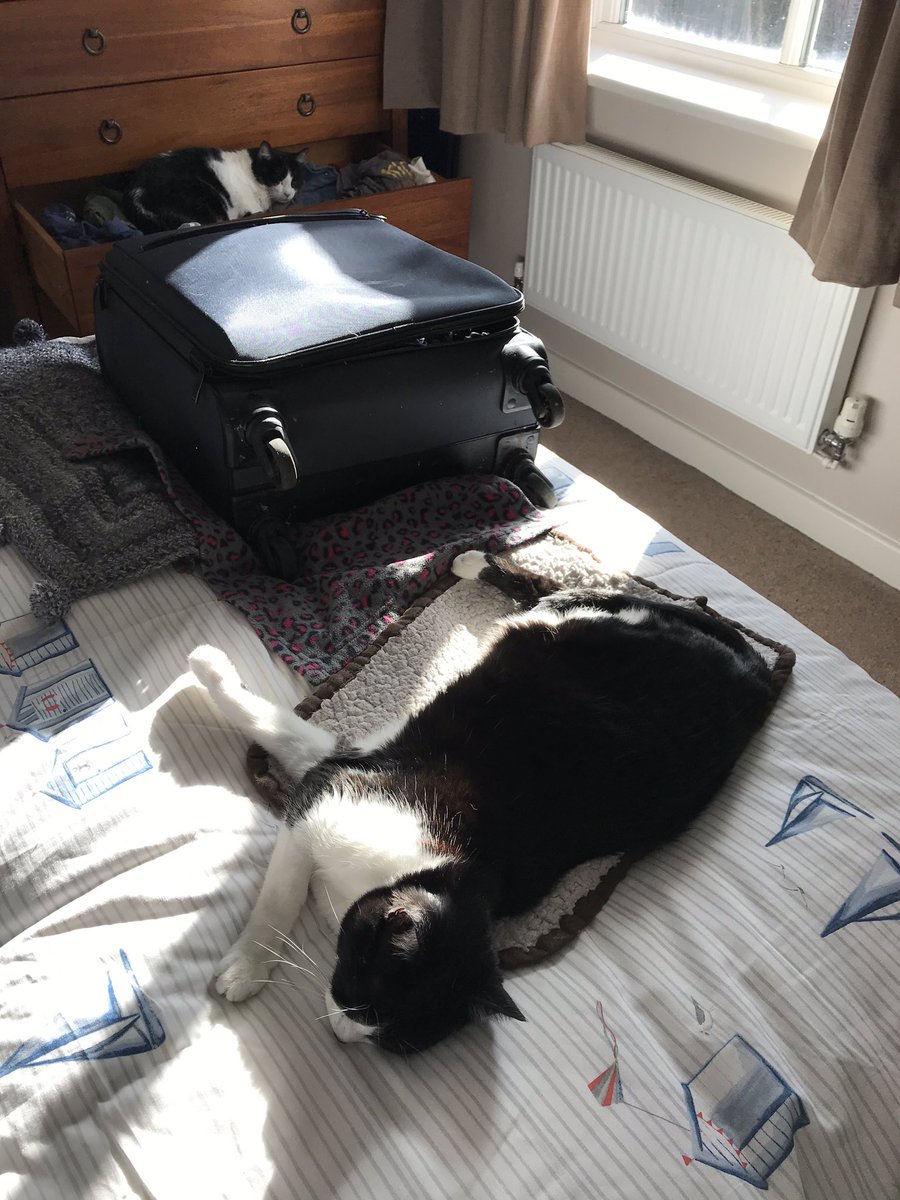 owenclark3's tweet image. Bye then girls. See you in a few days. Be good. Girls? Hello? Helllooooo! 💤💤 #CatsOfTwitter #notbothered