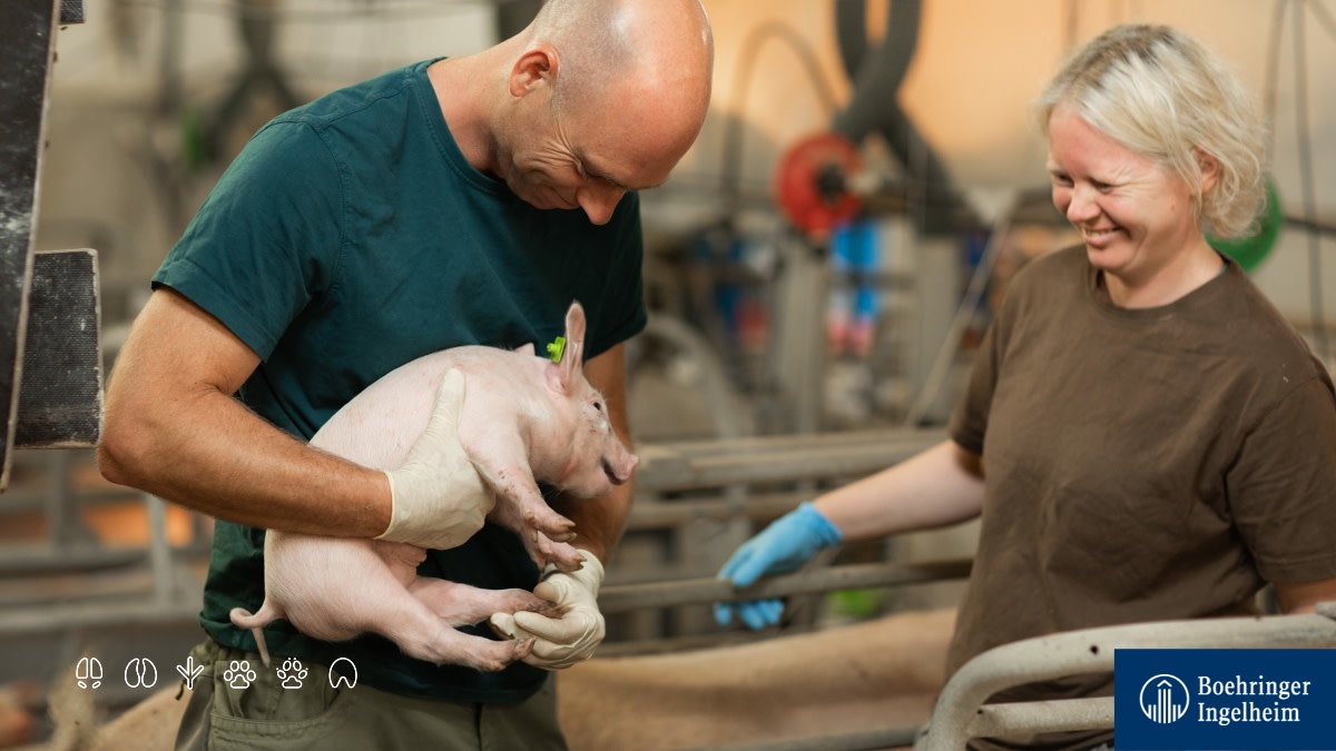 Boehringer_AH's tweet photo. Not only pets and their owners share #AUniqueBond. Yeah, #livestock and their keepers also share a warm bond; a different one, but no less concerned about animal welfare. The Henke family tells more on this #NationalPigDay. 🐷 ➡https://t.co/Oqzeea4iKX https://t.co/5TkTQ3c5mC
