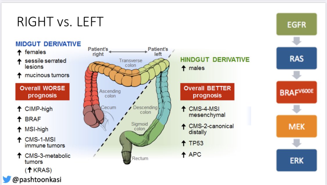 pashtoonkasi's tweet photo. 🗓👇🏼#March1st #colorectalcancerawarenessmonth has started. 💡What’s intriguing is the recognition that #colorectalcancer is actually a group of very different cancers. Even the side of the #cancer (RIGHT🆚LEFT) changes how we treat. Important to know 🧬🔬. #CRCSM #SundayThoughts https://t.co/be0Q4HjJgk