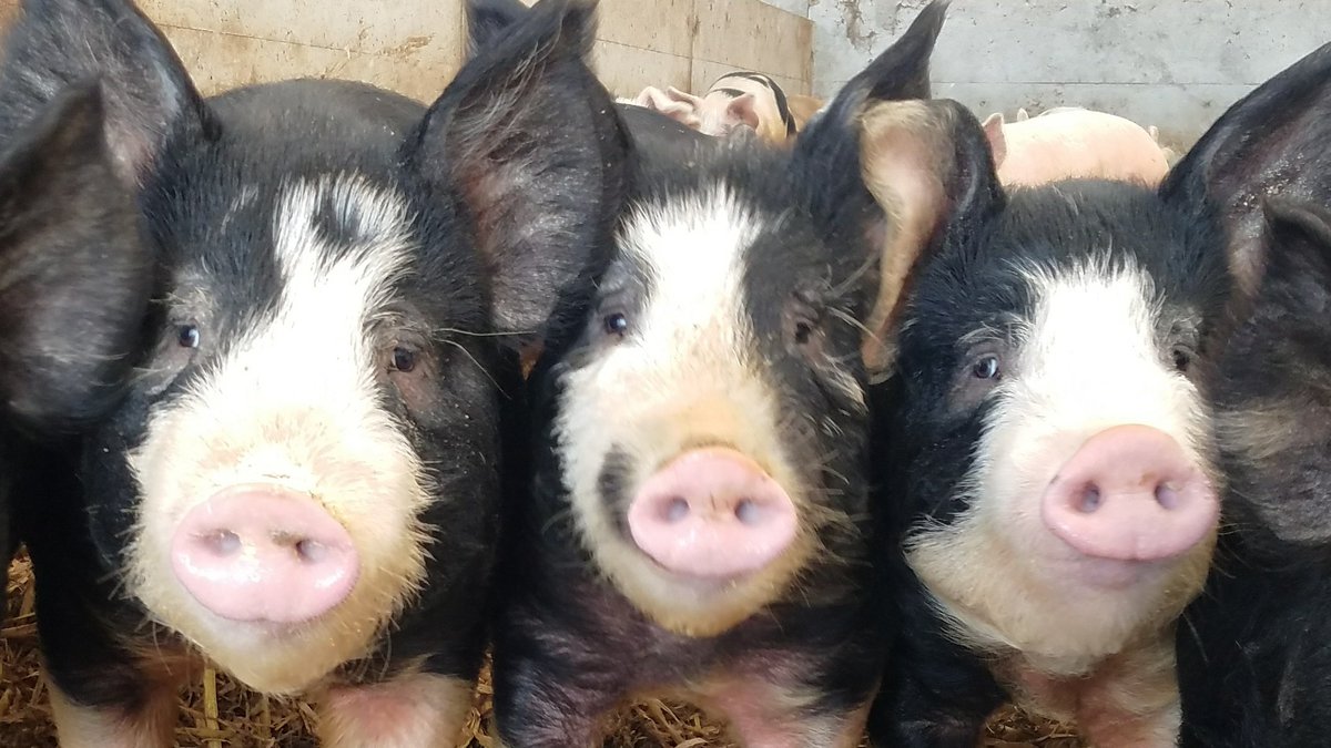 hort4cy's tweet photo. Happy #NationalPigDay! 🐷🐷🐷 https://t.co/eSMjnK5Z1f