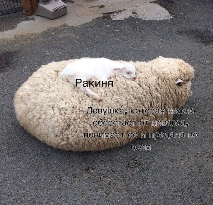 ESCOpqnXsAASvVk?format=jpg&name=900x900