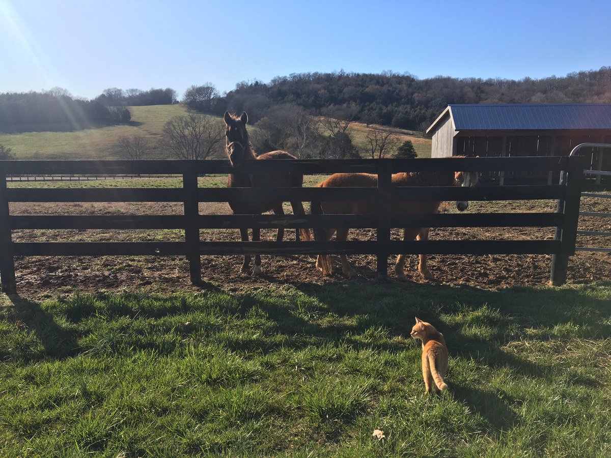 RockvaleWriters's tweet photo. A casual stroll at the colony might result in some unexpected (and friendly) encounters!
.
.
#writerscolony #sundaystroll #catsandhorses #countryliving #writers #writingresidency #walkinthecountry https://t.co/qp0R8Cu2KC