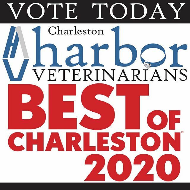 CHSHarborVet's tweet photo. We’re in the top 5 finalists! Link to vote is in our profile. Thanks for all your support! -with gratitude, Dr.K, and the CHV team https://t.co/af7rC3VSFn https://t.co/Hufa4FeDh8