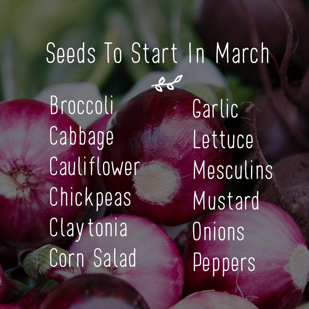 Hard to believe that March is already here! Here is a list of seeds to start for those in the BC Lower Mainland, Gulf Islands, Sunshine Coast, and coastal WA &amp; OR. Order yours today at bit.ly/2TtSjnC #HelloMarch #westcoastseeds