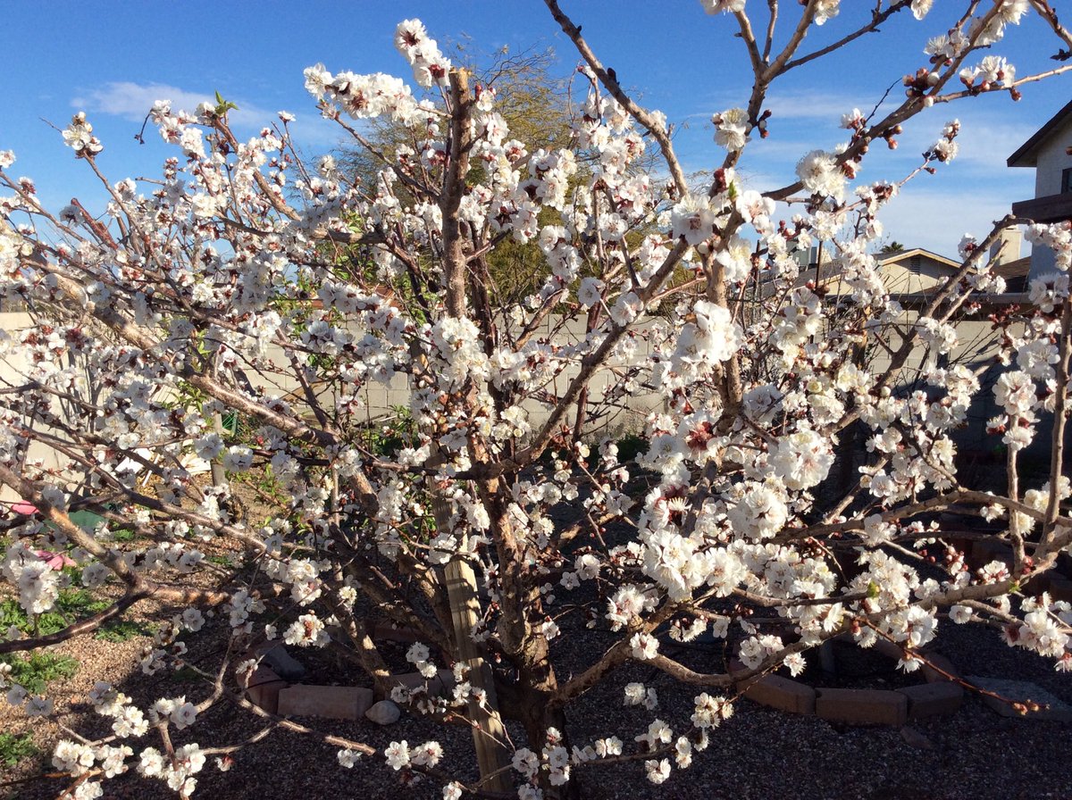 HalisComment's tweet photo. Looks like there will be plenty of apricots this year. #jamisinmyfuture #needrecipes https://t.co/IM9R0FOf1v