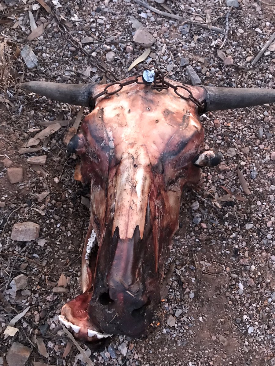DamianPMason's tweet photo. Horny the steer head project is complete. From farm to table to decoration! #southwest #decor #steerhead #horny #project #decorator https://t.co/zMSt1chESO