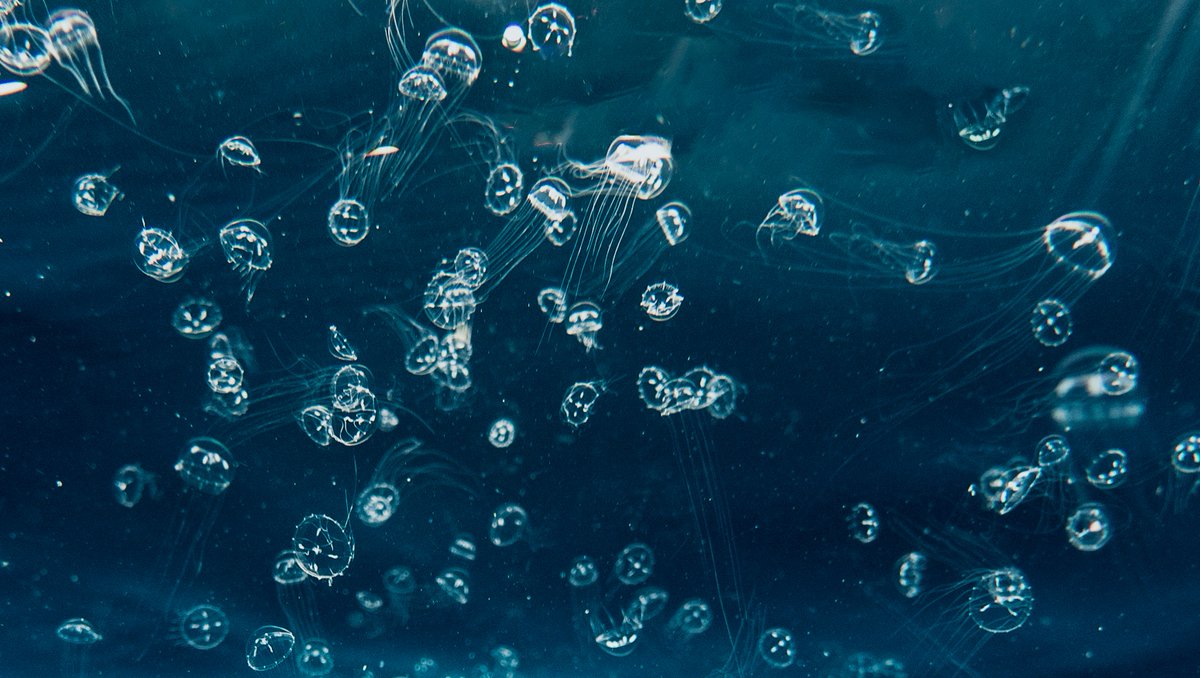 divebutlerzen's tweet photo. He will be my #squishy ๐โ
@MovenpickHotels @PADI @PADI_Travel @elenatranmer @visitmaldives
#jellyfish #maldives #divebutlerzen #padi https://t.co/hPtiA68MNA
