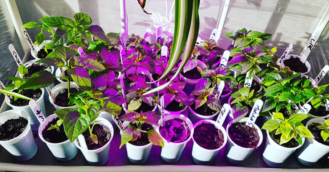 OjChillies's tweet photo. Day 33. Fairly happy with the progress. This time last year all was lost. Regained a bit of confidence but still on edge. For now all is well ๐ค๐คซ๐ฌ
๐ค๐๐ฑ๐ถ๐ฅ
#gyo #chillies #oj #ojchillies #stichilli #stitches #brokeneyeguy #pokeyplantation #2020
#feedthefyah https://t.co/7rjEAUJ2k1