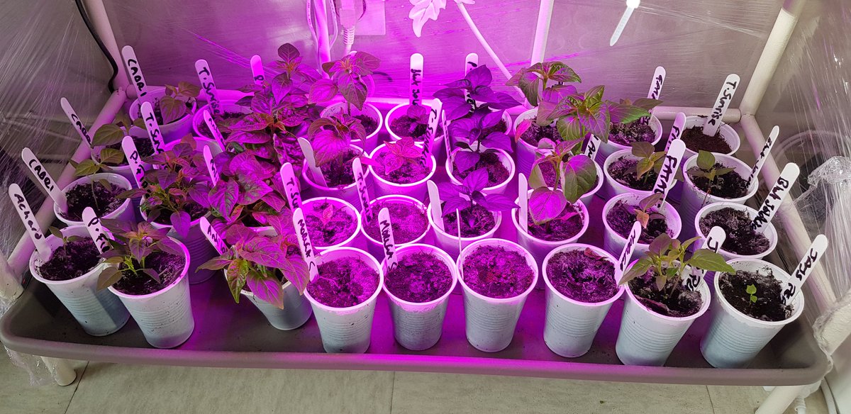OjChillies's tweet photo. Day 33. Fairly happy with the progress. This time last year all was lost. Regained a bit of confidence but still on edge. For now all is well ๐ค๐คซ๐ฌ
๐ค๐๐ฑ๐ถ๐ฅ
#gyo #chillies #oj #ojchillies #stichilli #stitches #brokeneyeguy #pokeyplantation #2020
#feedthefyah https://t.co/7rjEAUJ2k1