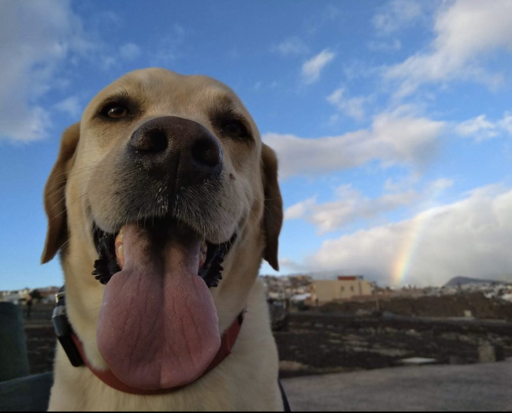 Rango passed away yesterday. He has been with us since Singular was founded. Along with our team working on our company vision. Doing a great job taking care of everyone. We will miss you buddy.