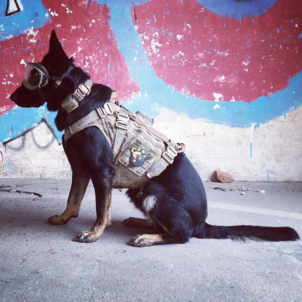 CORESURVIVAL's tweet image. PC: @gsd_berri.and.furmissile_echo
K9 GUCCI GEAR
#berrijavejesenia #combatsystems #k9gear #k9 #workingdog #workingdogs #servicedog #doggooperator #tacticaldog #tacticaldogvest #k9lights
