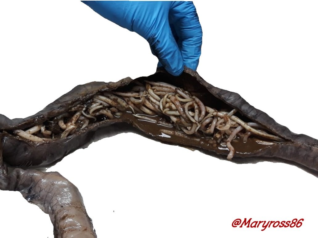 Mary Romero, MD 🇳🇮 🔬 tweet media