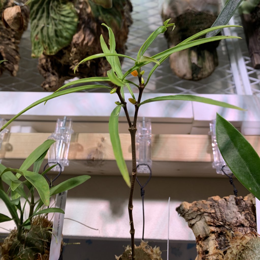 crazy_clever_s's tweet photo. #Hydnophytum #puffii
#STRINGPLANTS #アリ植物
果実付きで販売とは驚きです😊✨
素敵な経験が出来ると良いけど…
上手くいくかは分からん🗿 https://t.co/fkt3xJdkim