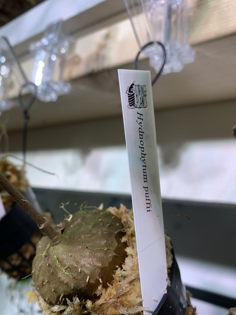 crazy_clever_s's tweet photo. #Hydnophytum #puffii
#STRINGPLANTS #アリ植物
果実付きで販売とは驚きです😊✨
素敵な経験が出来ると良いけど…
上手くいくかは分からん🗿 https://t.co/fkt3xJdkim