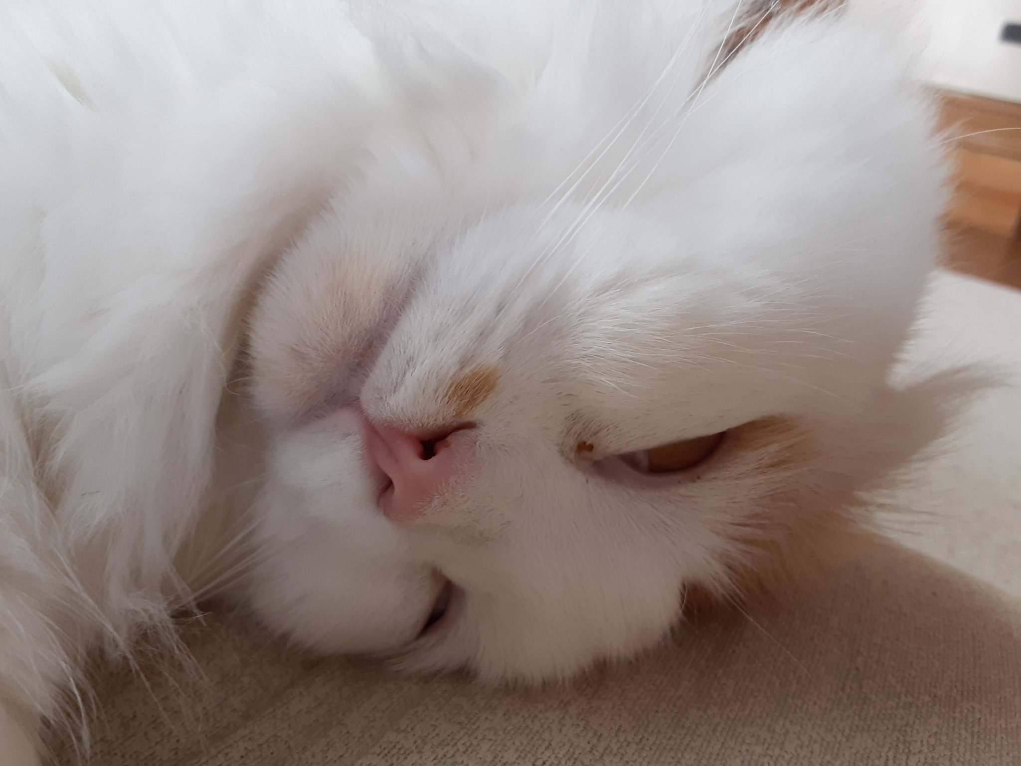 猫カフェ Twitter Search Twitter