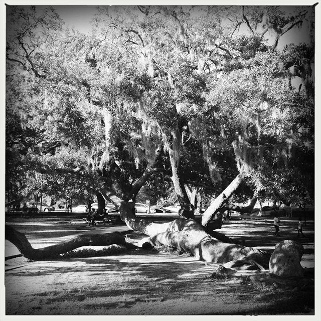 This might have been the first tree I ever climbed as a toddler ift.tt/2Tsvwsd