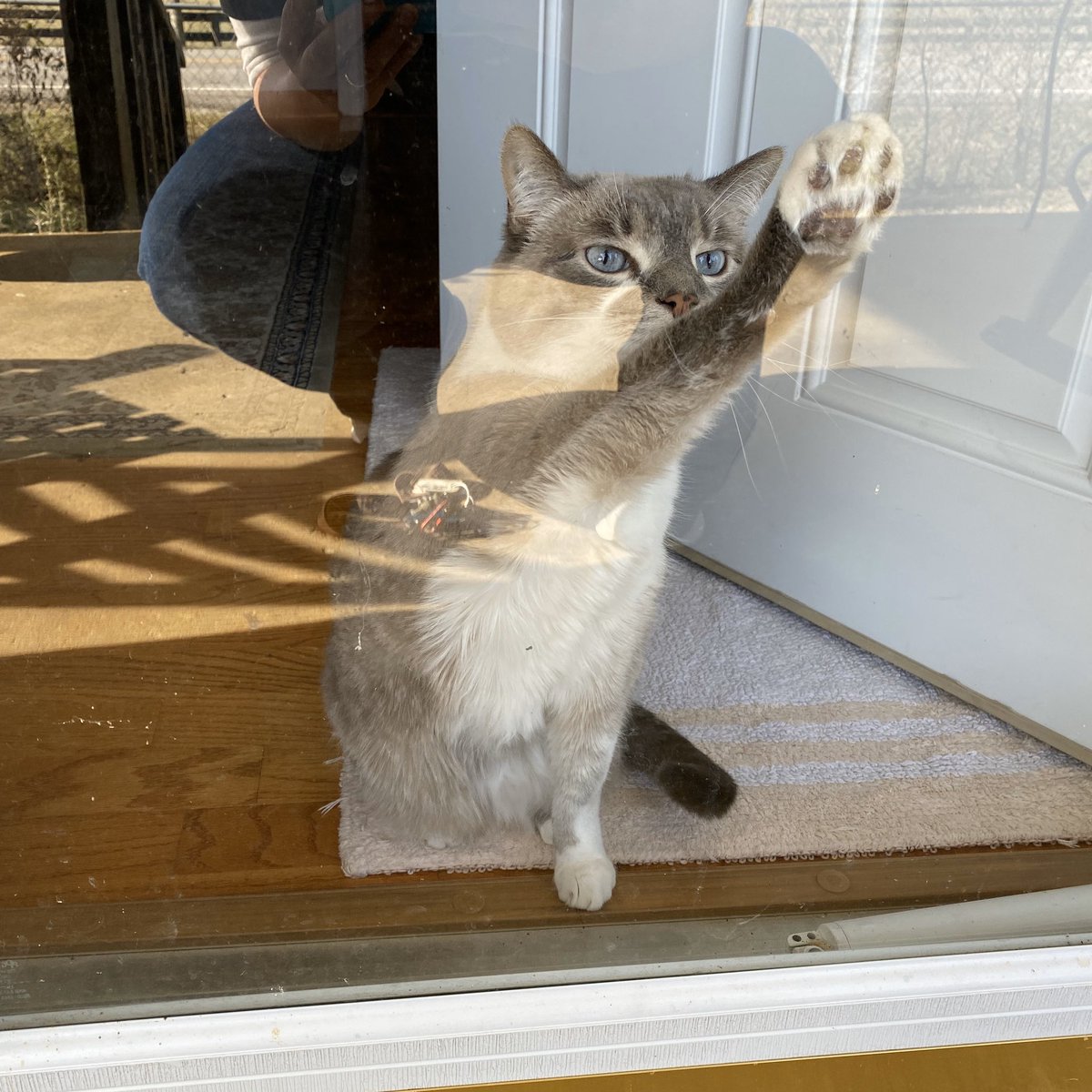 catsforwarren's tweet photo. Let meowt, I want to go vote for #PresidentElizabethWarren!! π»
Indigo the kitty in Leipers Fork, TN.
#CatsOfCanvassing #CatsForWarren #Warren2020 https://t.co/hOKN9a7HEY