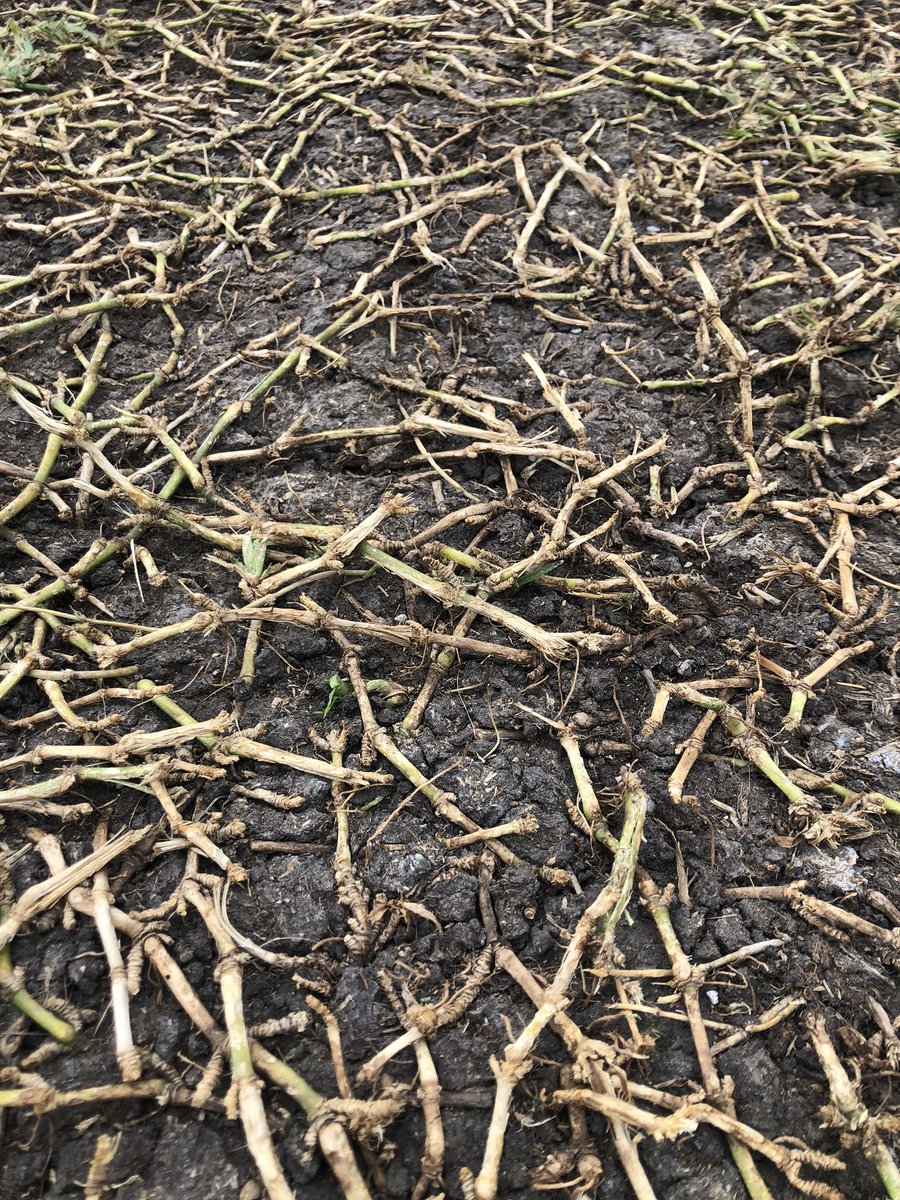 donslawns1's tweet photo. Special guest on my latest video- THE BARE NAKED STOLONS!!!! 
#stolons #dethatching #dethatch #staugustinegrass #staugustine #bermudagrass #bermuda #project #backyard #lawn #lawncare #lawncarenut #madscientist #youtube #youtuber #youtubecreator #youtubechannel #donslawns https://t.co/q4CsR6ilFj