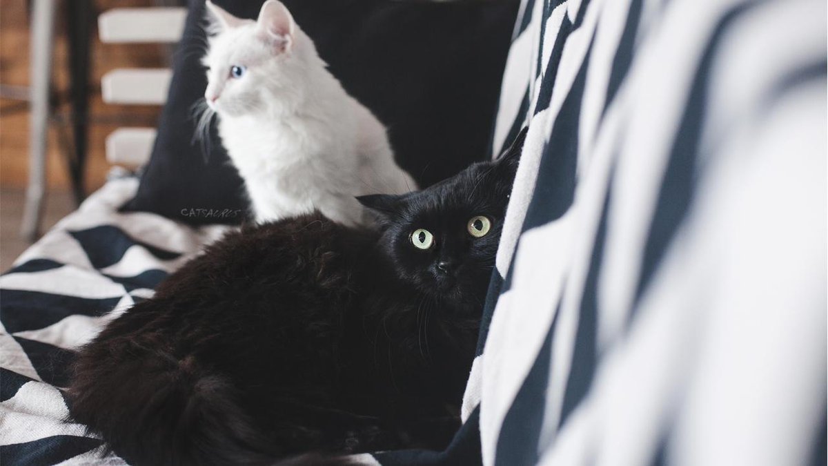 MeowMoeDotCom's tweet photo. #Begemot and #Hitomi #Congratulate all #Baleen and #Tailed on #World #Cat #Day!
 
#Cats #Cat #Kittens #Kitten #Kitty #Pets #Pet #Meow #Moe #CuteCats #CuteCat #CuteKittens #CuteKitten #MeowMoe

https://t.co/9sl24rn373
 
. https://t.co/9C2BZkhD3x