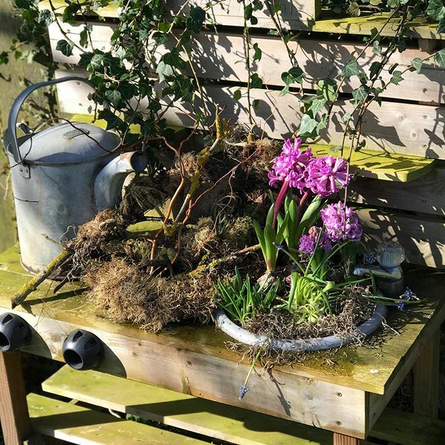 classicflowerco's tweet photo. Enjoying the spring sunshine in the garden this afternoon, the first time it has been pleasantly warm for simply ages! 
#hyacinth #springflowers https://t.co/VARSVkTQIW https://t.co/Zc5qoytoDX