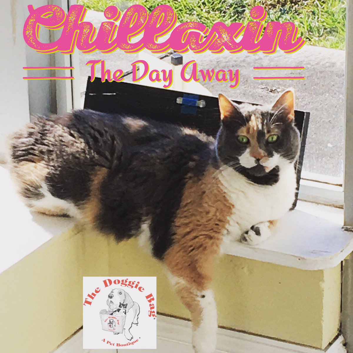 thedoggiebag's tweet photo. Cookie has the right idea!π»
#cookietheshopcat #cookiethecat #calicocat #cats #sundayvibes #catlife #catmom #thedoggiebag #petboutique #lovelakeland #catsoflakeland #lakelandflorida https://t.co/3huubf9cr0
