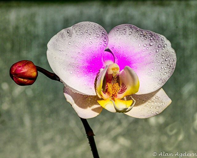 PhotoArtByAlan's tweet photo. My Orchid of the day at Planting Fields.
#orchid #plantingfields #lightroom #luminar4 #nikon #z6 https://t.co/5MGRD0fTOm https://t.co/SvIkcIi4yb
