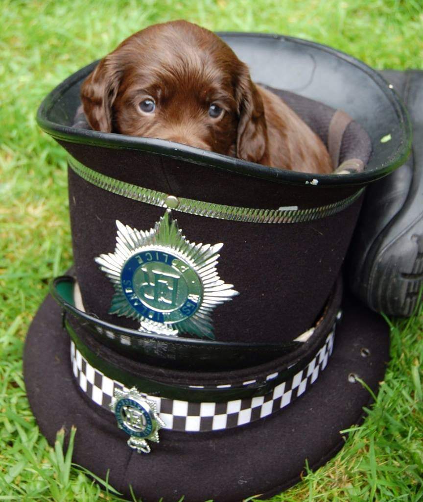 WMP Dog Unit tweet media