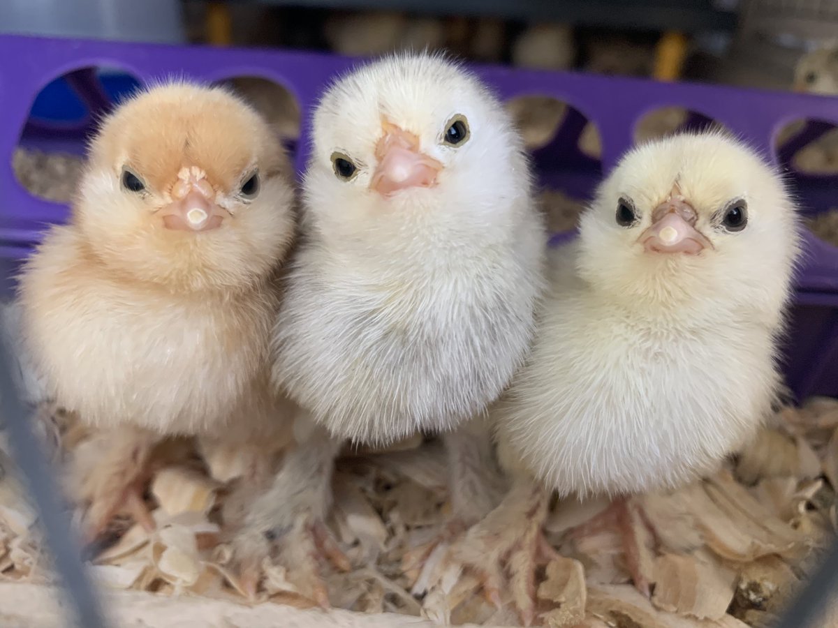 averyschickies's tweet photo. The three musketeers 🤍 .
.
https://t.co/39wsPfbICY
.
.
https://t.co/2q58xmIfOm 
.
. 
#SundayMorning #SundayMotivation #SundayThoughts #adorable #chicks #babies https://t.co/2eTeFdZhx7