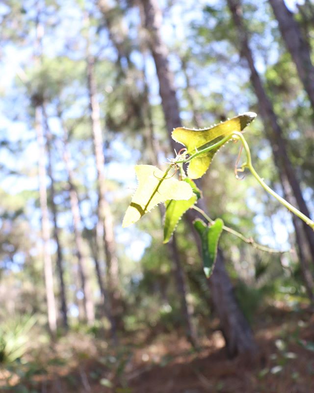 theOGintrovert's tweet image. Never seen a leaf with teeth 🍃 🦷 .
.
.
.
.
#splorin #photoshoot #sundayfunday #explore #woods #photography #luckygirl #plants #getoutside