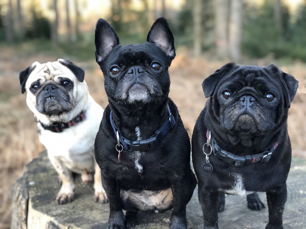 TrisDixon's tweet photo. The team that treks with me when I get out and switch off to some audio. Two rescues and one taken on from someone else #pdwra https://t.co/IYKhNtDD5R