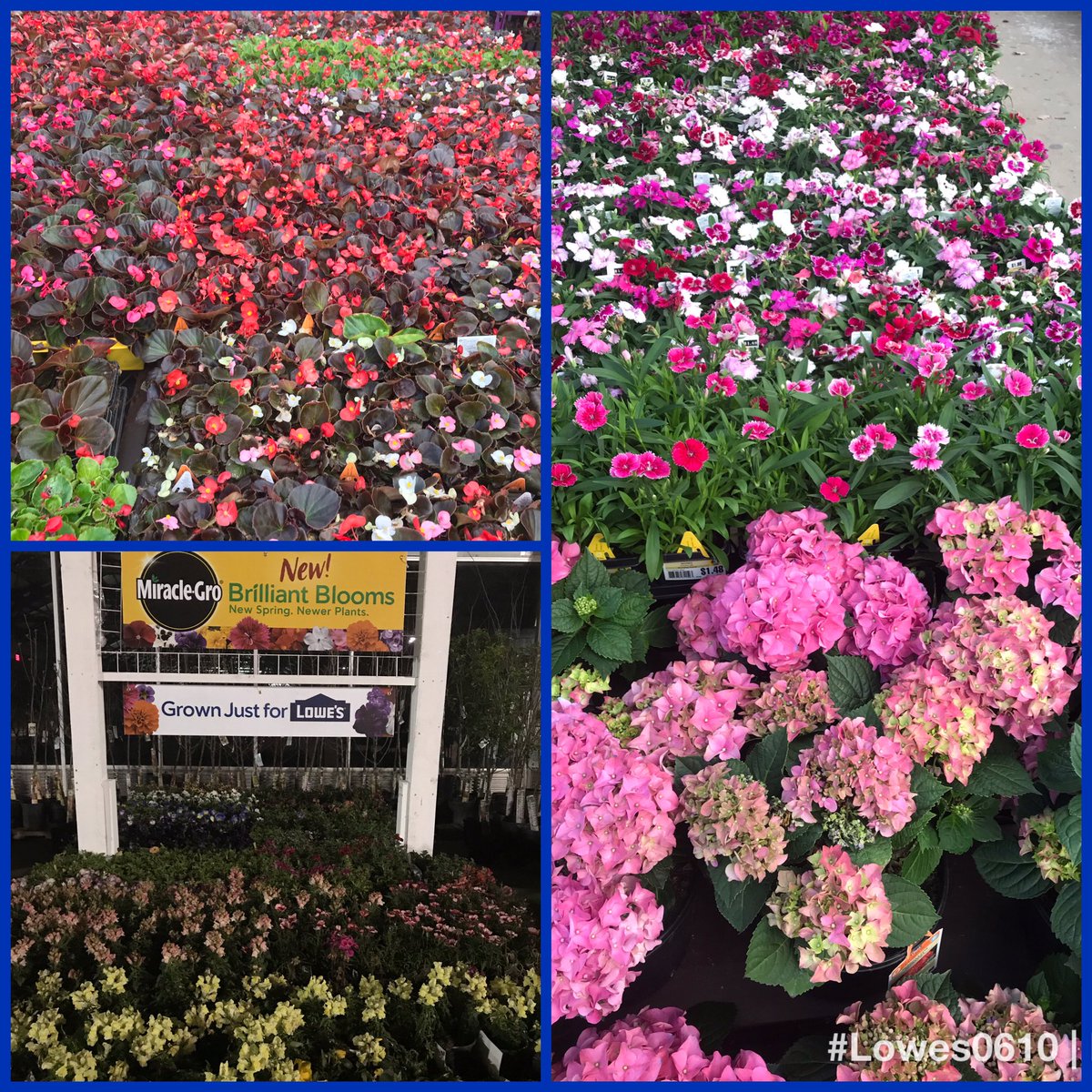 ricky38998412's tweet photo. Stop by the ROCK 0610 check out our New Brilliant Blooms!! #SpringIsHere #SmartSelling @SteveMillsLowes @mattandjenb @MikeAmos0665 @MrsVexperience @DaveBrogan6 https://t.co/k4fNRD7Zkv