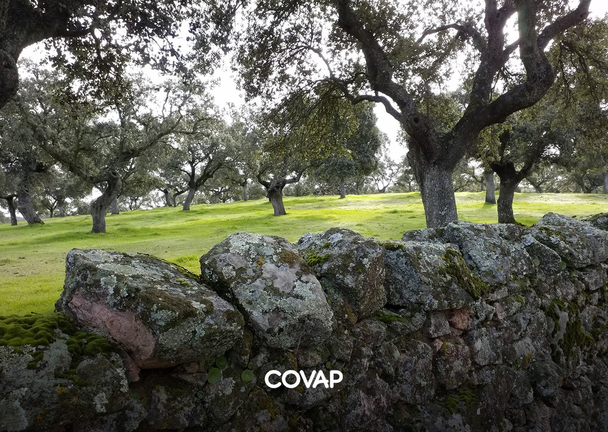 Covap's tweet photo. La #Dehesa del #ValledeLosPedroches están compuesta por cerca de 300.000 hectáreas de arboleda y campo ofrecen a nuestros animales el entorno ideal para la cría en libertad.
#COVAP https://t.co/xBLXDiU7dS