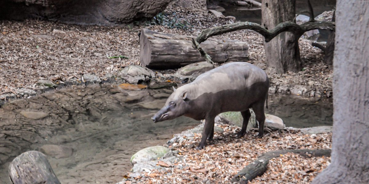 LouisvilleZoo's tweet photo. It's National Pig Day!  Today, we're highlighting Babirusas! They are considered a very unusual wild pig due to their striking upper canine teeth. These teeth can grow up to 12 inches and can even erupt through their snout and curve back toward the face. https://t.co/OcLR4DYbvW https://t.co/1Zm6nbbrPn