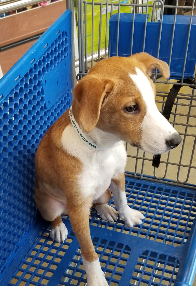 WTARescue's tweet photo. Mahjong is looking ahead to a bright future - thanks to you!
Recently, our fantastic support network helped us raise money for Mahjong to have life-saving surgery for a diaphragmatic hernia while under #WTAR foster care.
And things keep looking up for this little guy! 
1/ https://t.co/FGXTt6oHpd