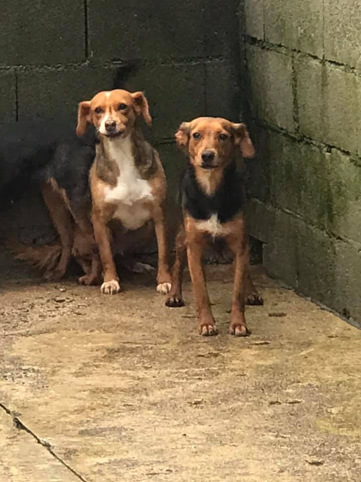 siviaromera1's tweet photo. ORENSE EN PERRERA
YA NO SABEMOS COMO DIFUNDIRLAS
LLEVAN MÁS DE 3 AÑOS EN PERRERA INTENTANDO SOBREVIVIR EN UNA JAULA
NUNCA HAN CONOCIDO UN HOGAR JAMÁS HAN RECIBIDO UNA CARICIA 
TIENEN MUCHO MIEDO SON PEQUEÑAS
HAN SOPORTADO TEMPERATURAS BAJO CERO
POR FAVOR AYUDA
Wp 605193137 https://t.co/EaCmWmefb6